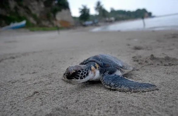 Sukamade turtles